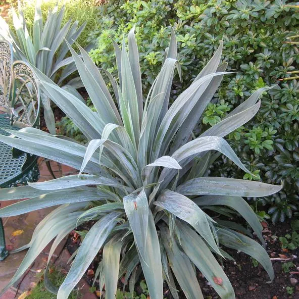 Beschorneria yuccoides