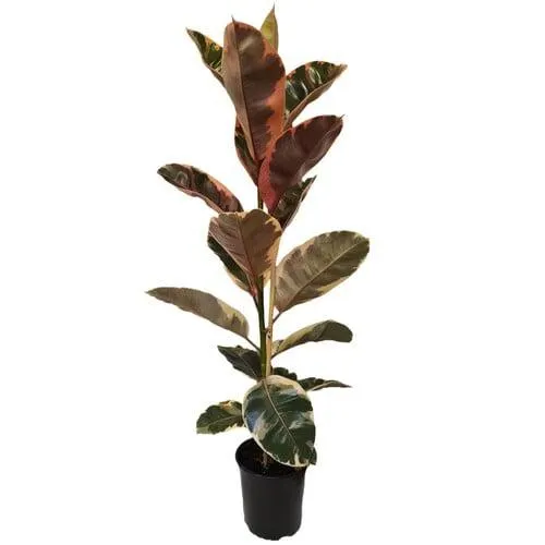 Ficus Ruby 17cm