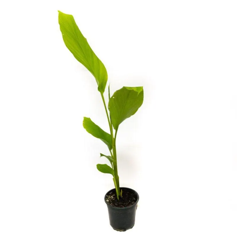 Curcuma longa - Turmeric - 2L