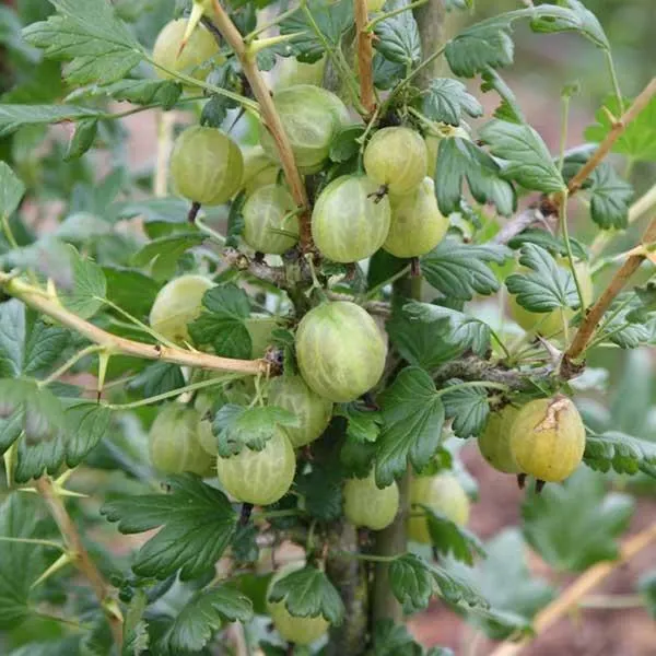 American Gooseberry (Gooseberry "Invicta")