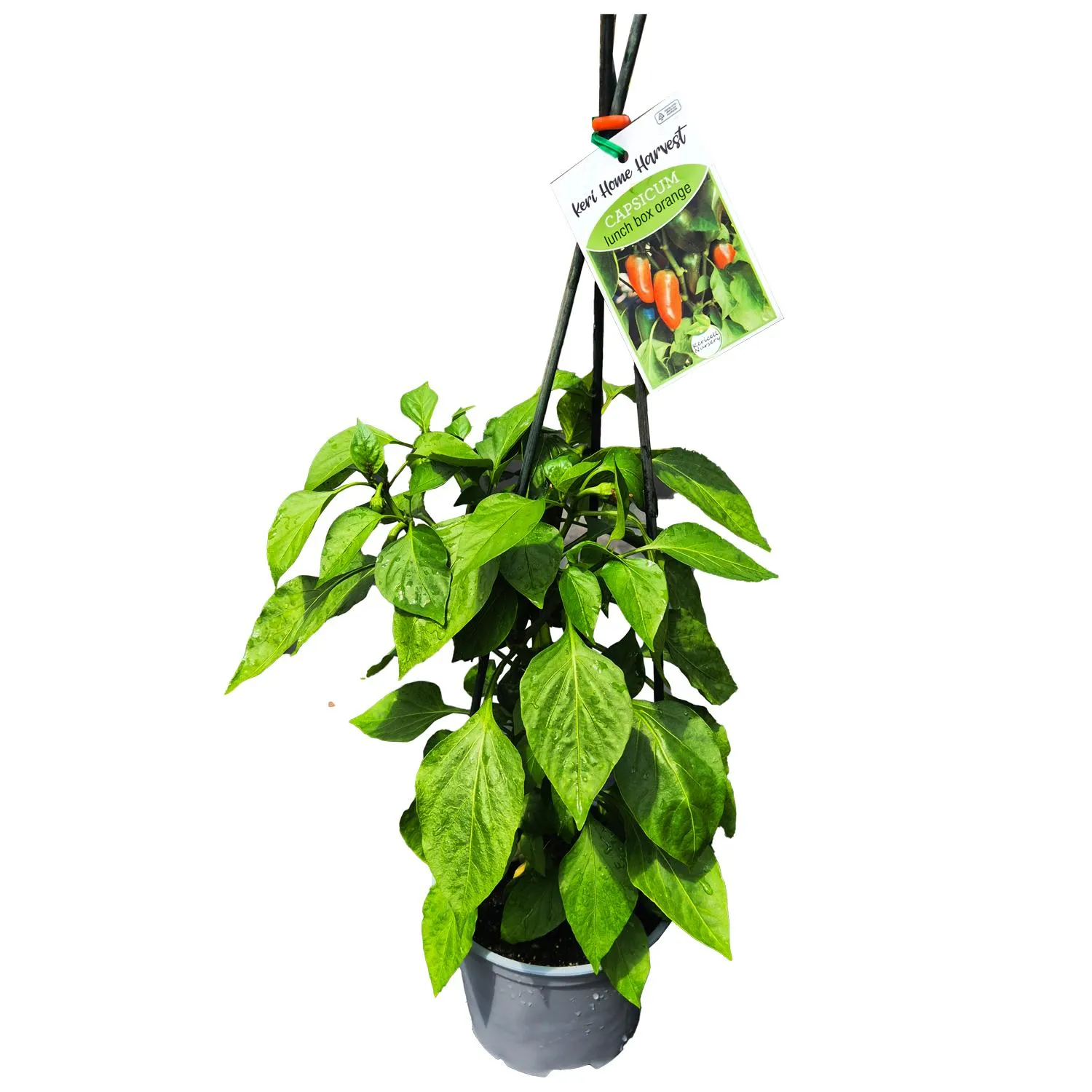 Fast Food Capsicum Orange - 17CM