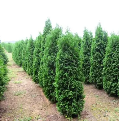Thuja occidentalis 'Pyramidalis'