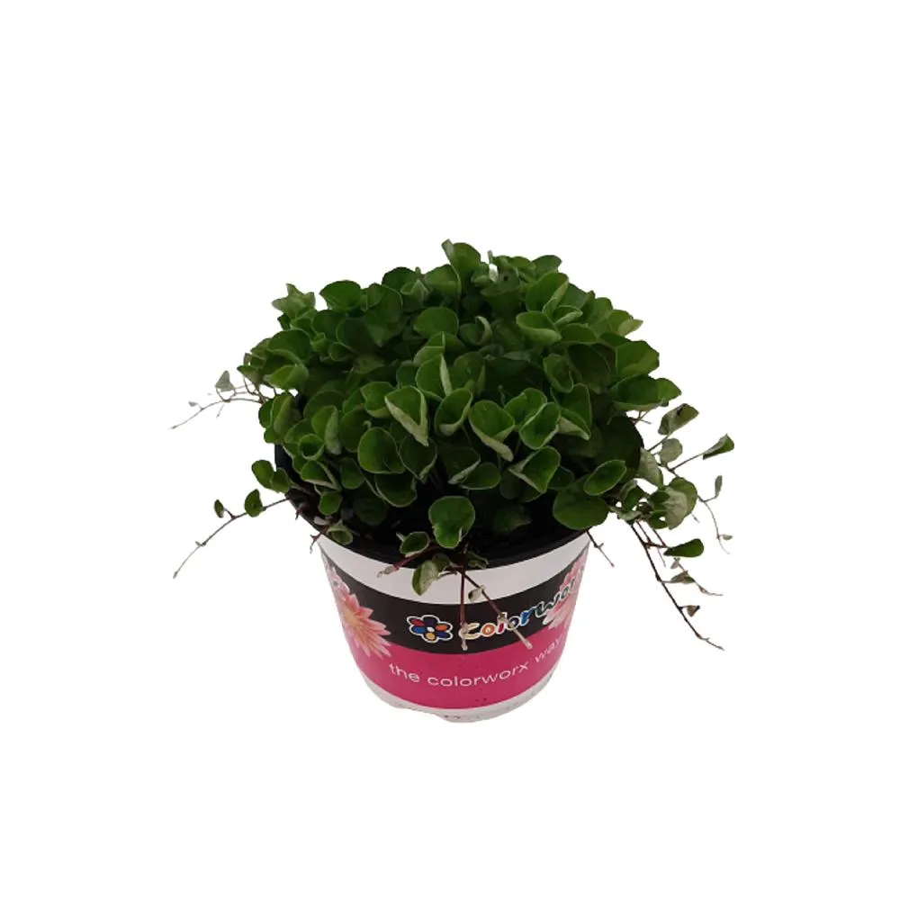 Dichondra Emerald Falls - 14CM