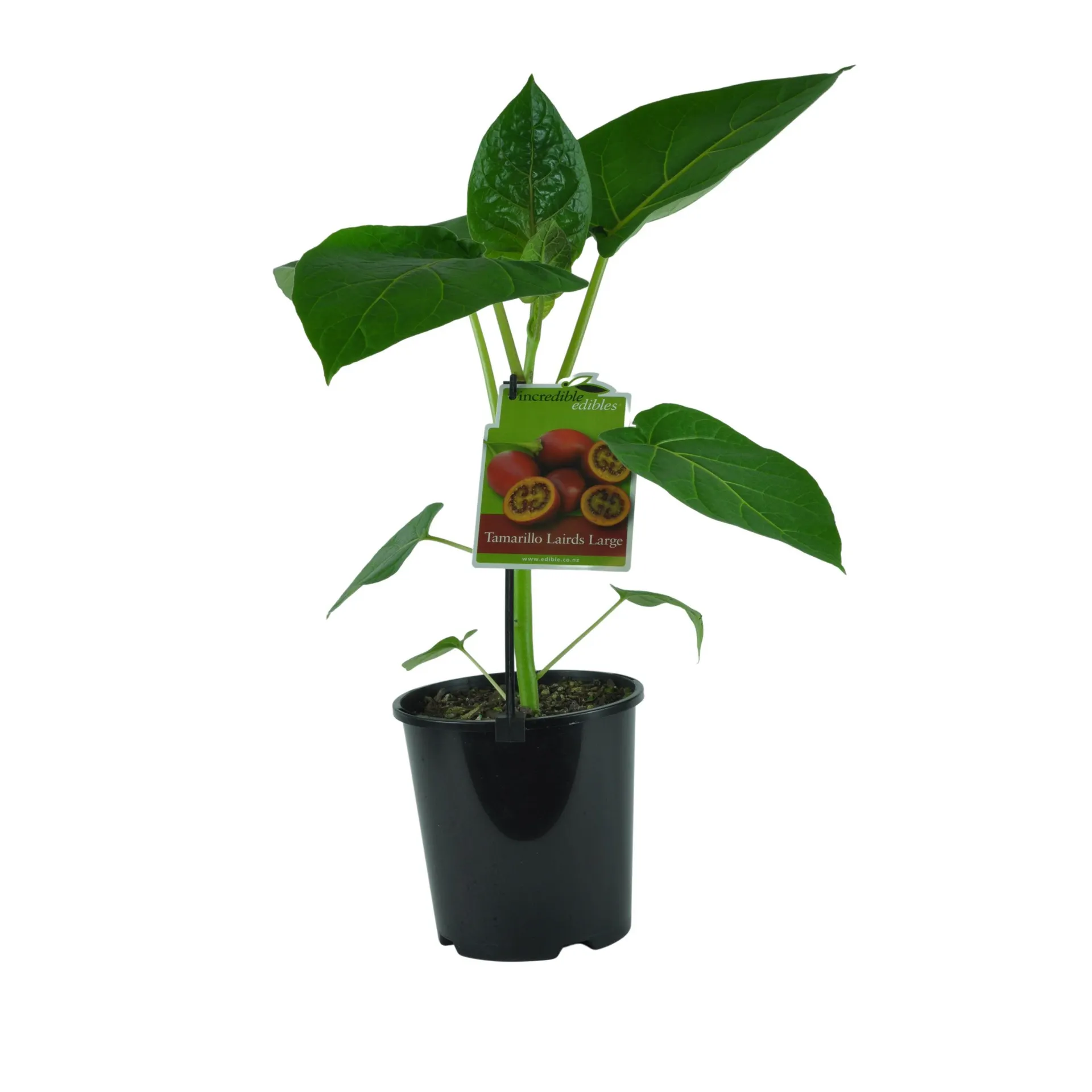 Tamarillo Lairds Large - 1.9L