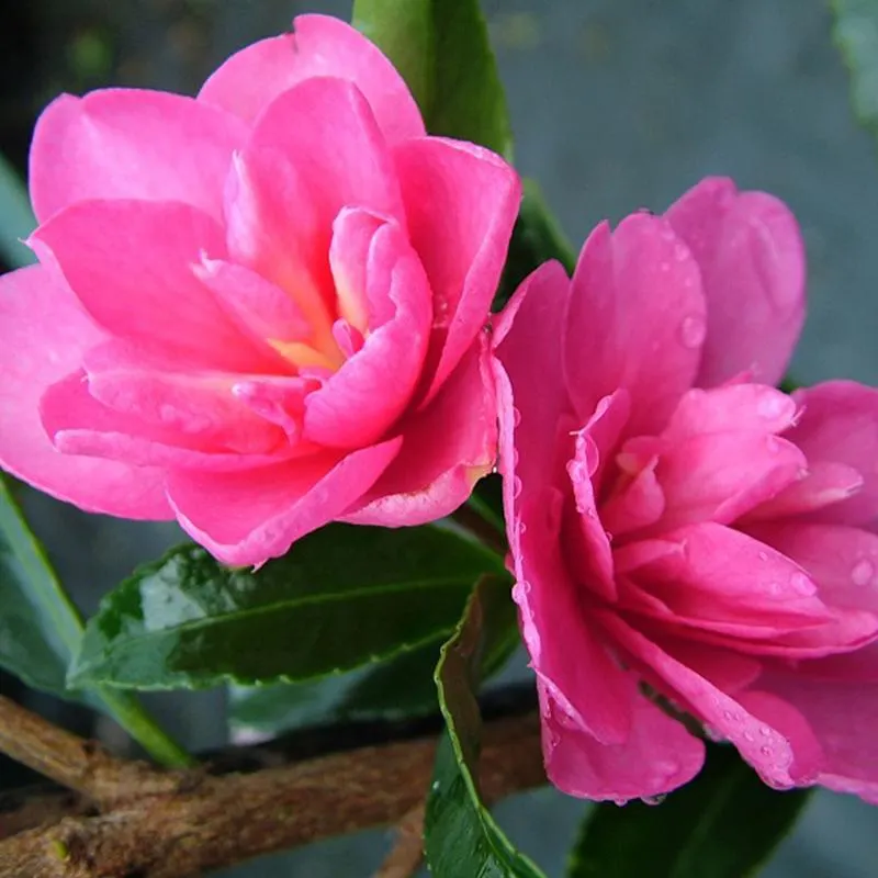 Camellia Elfin Rose - 4.7L