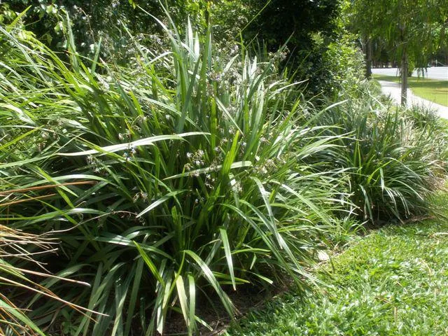 (Dianella caerulea "Breeze")