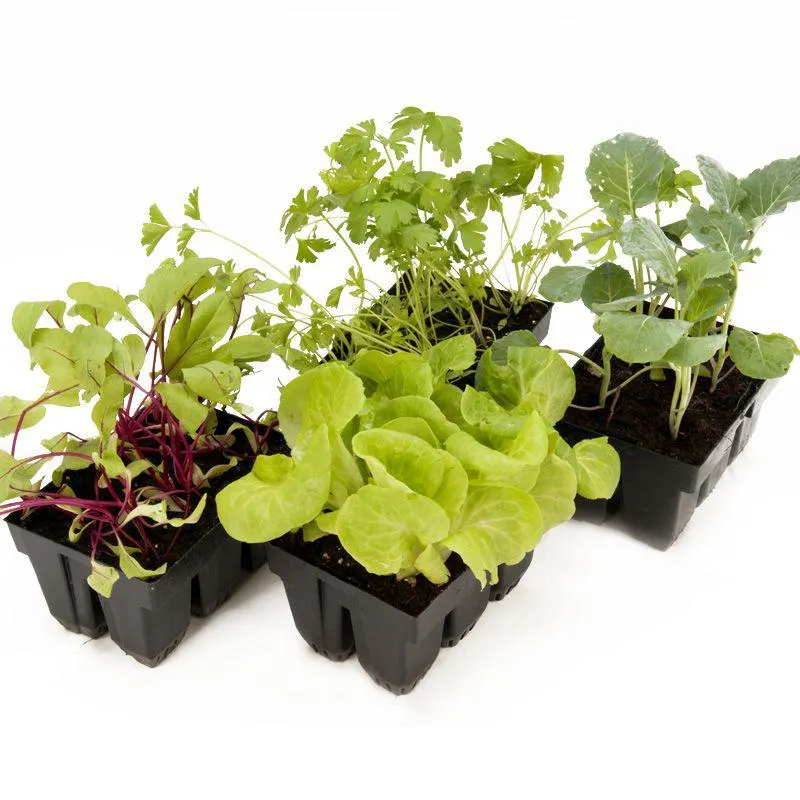 Kings Super Punnets - 6 cell