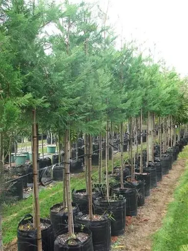 Cupressus ovensii (Ovens Cypress)