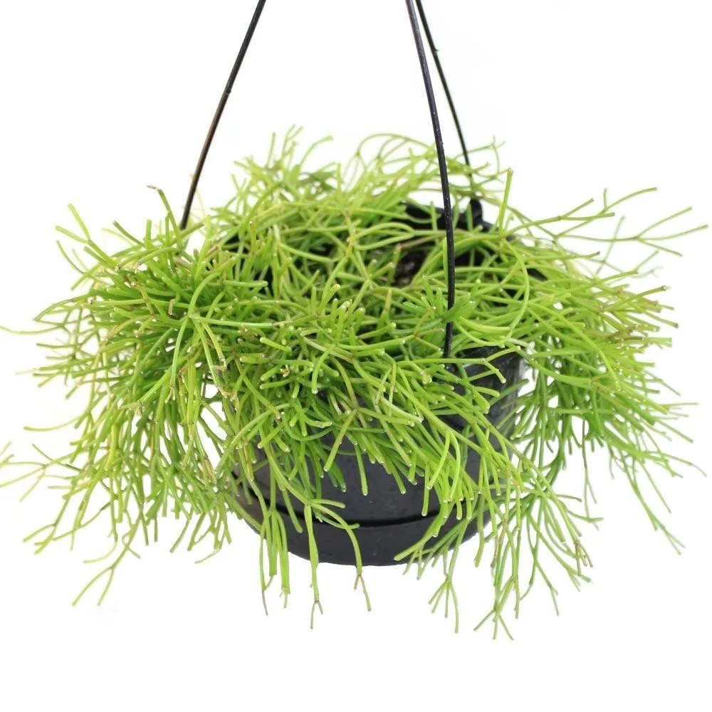 Rhipsalis Stick Basket - 175mm