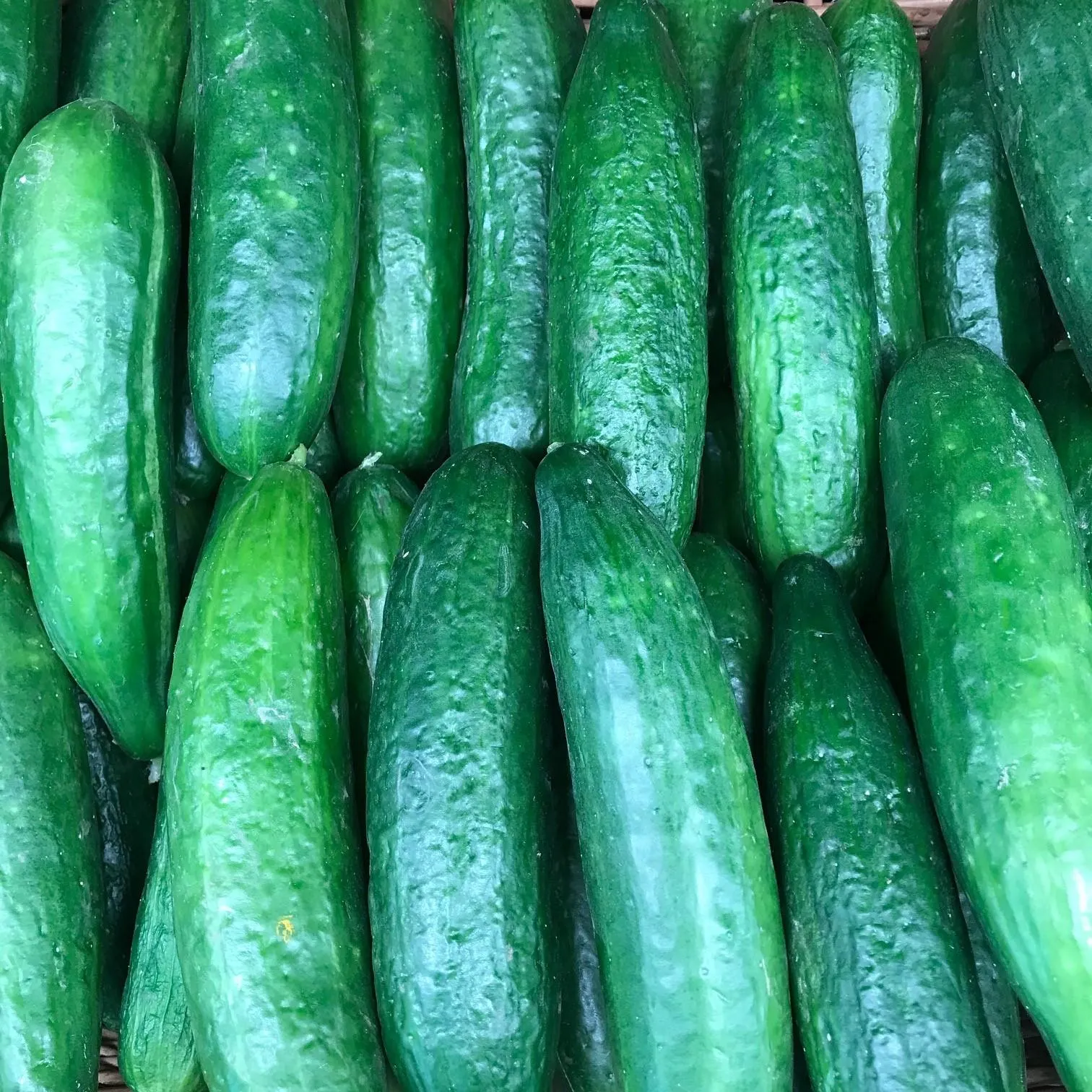 Lebanese Cucumber