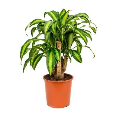 Dracaena 'Massangeana' (Happy Plant)