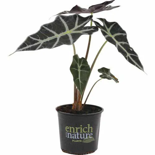 Alocasia Amazonica 12cm
