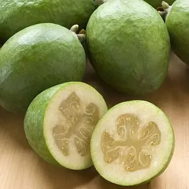 Feijoa 'Golden Goose'