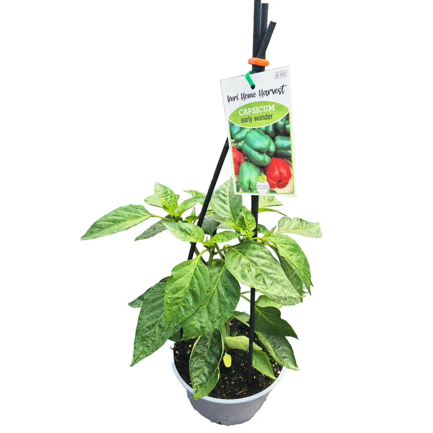 Fast Food Capsicum Early Wonder - 17CM