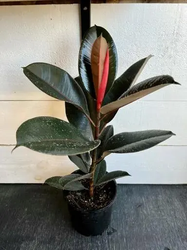 Ficus 'Black Knight'