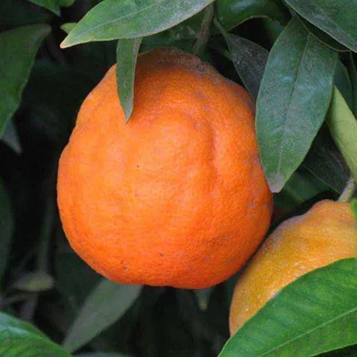 Tangor 'Dweet' Dwarf - PB12