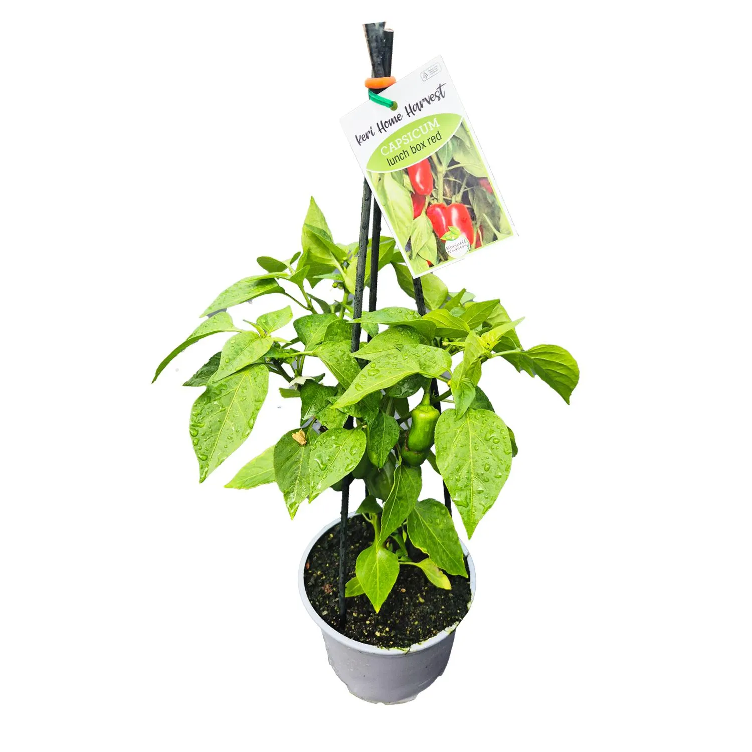 Fast Food Capsicum Red - 17CM