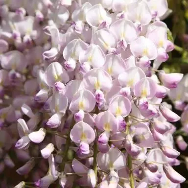 Wisteria 'Lipstick'