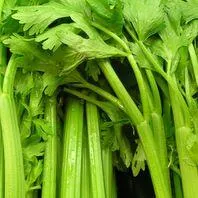 Celery is great as a raw snack, juiced with apples and beetroot, or cut up into soups. Can be pealed to remove the outer stringy skin, but not always necessary. Organic, Dairy Free, Low Sugar, Vegan, Low Salt, Low Fat, Raw, Made in New Zealand