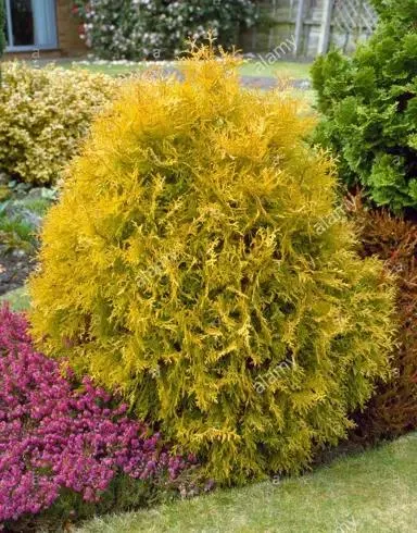 Thuja occidentalis 'Rheingold'