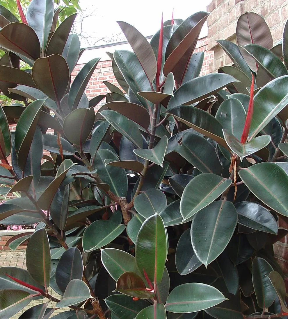 Ficus elastica 'Burgundy'