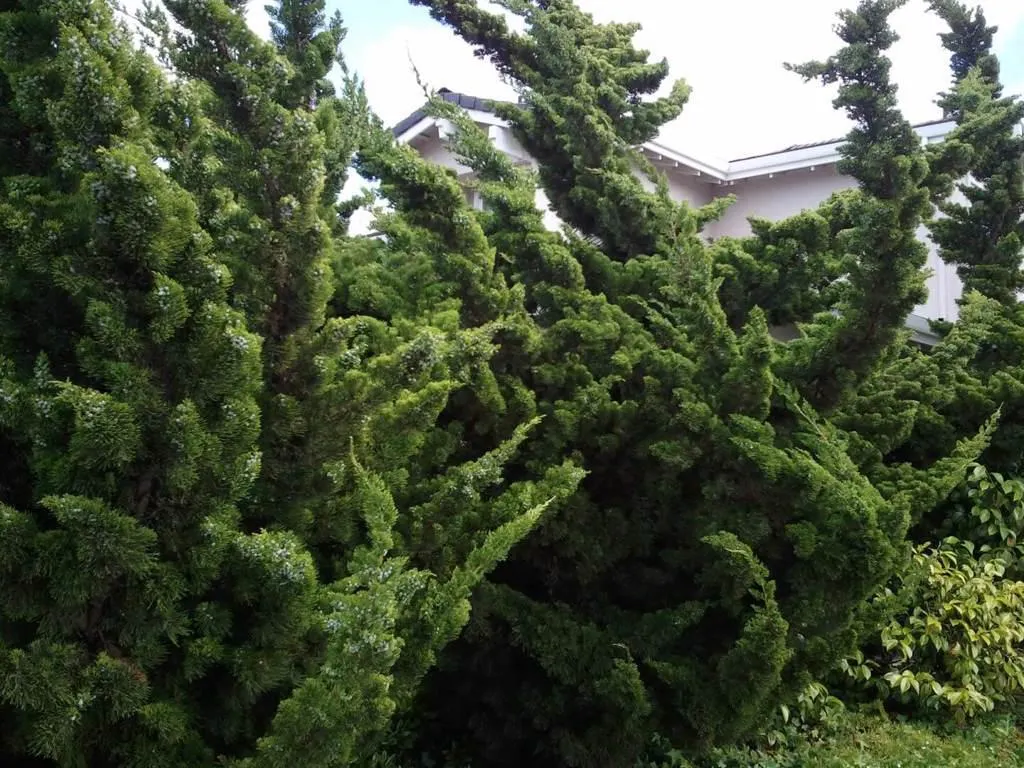 Juniperus chinensis 'Kaizuka'
