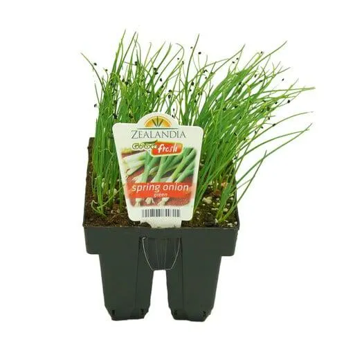 Spring Onion Green Pack of 6