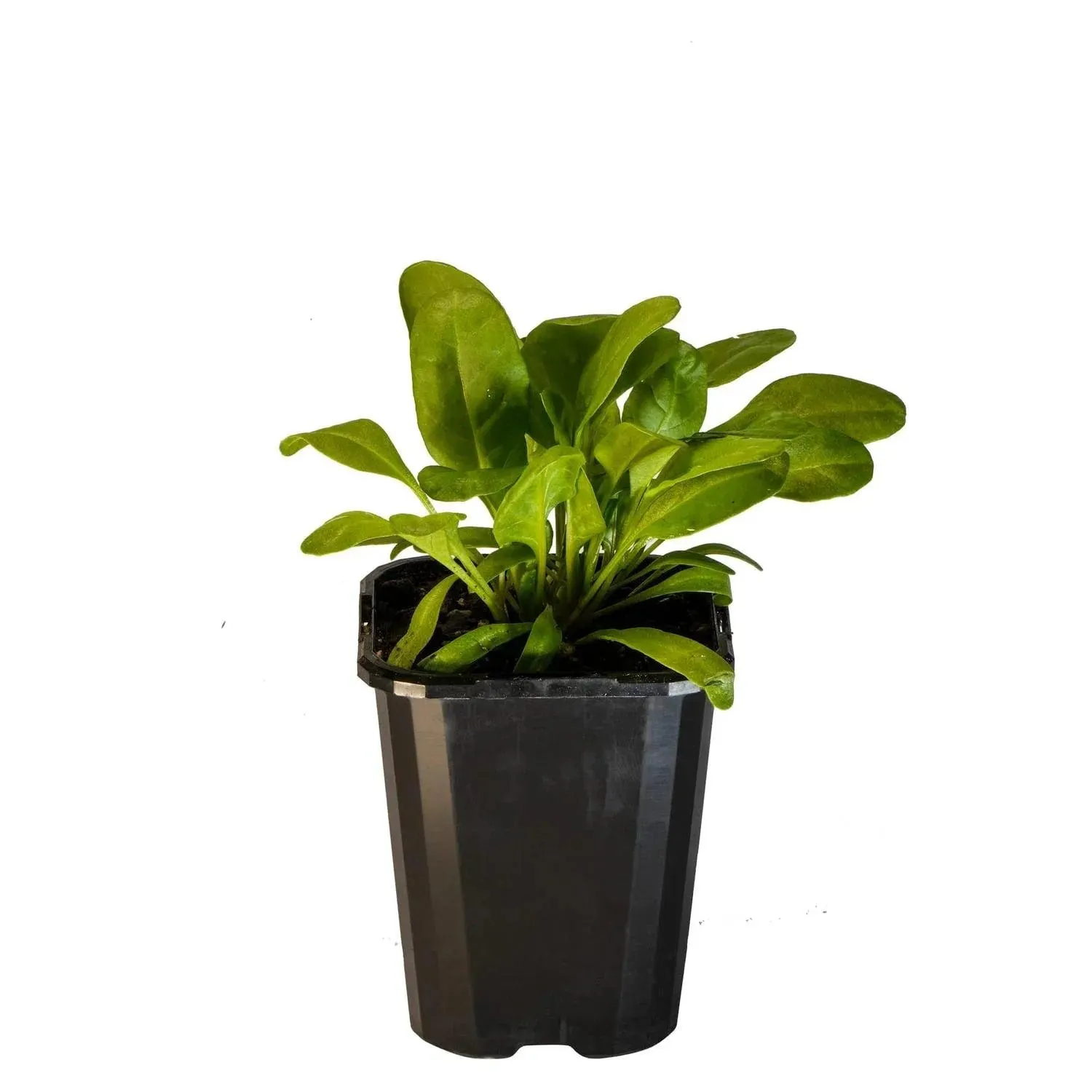 Spinach Perpetual - 10CM