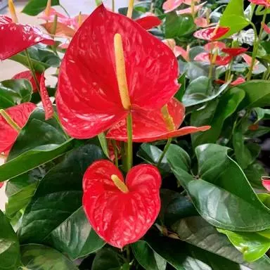 Anthurium 'Red Winner'