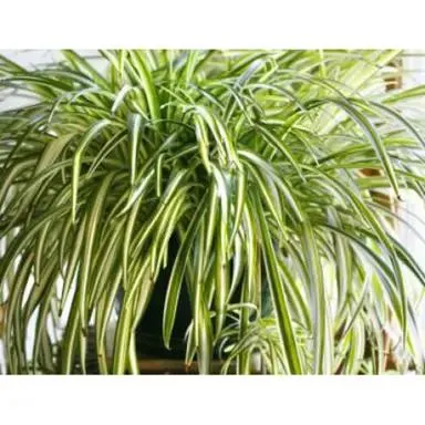 Chlorophytum Golden Glow