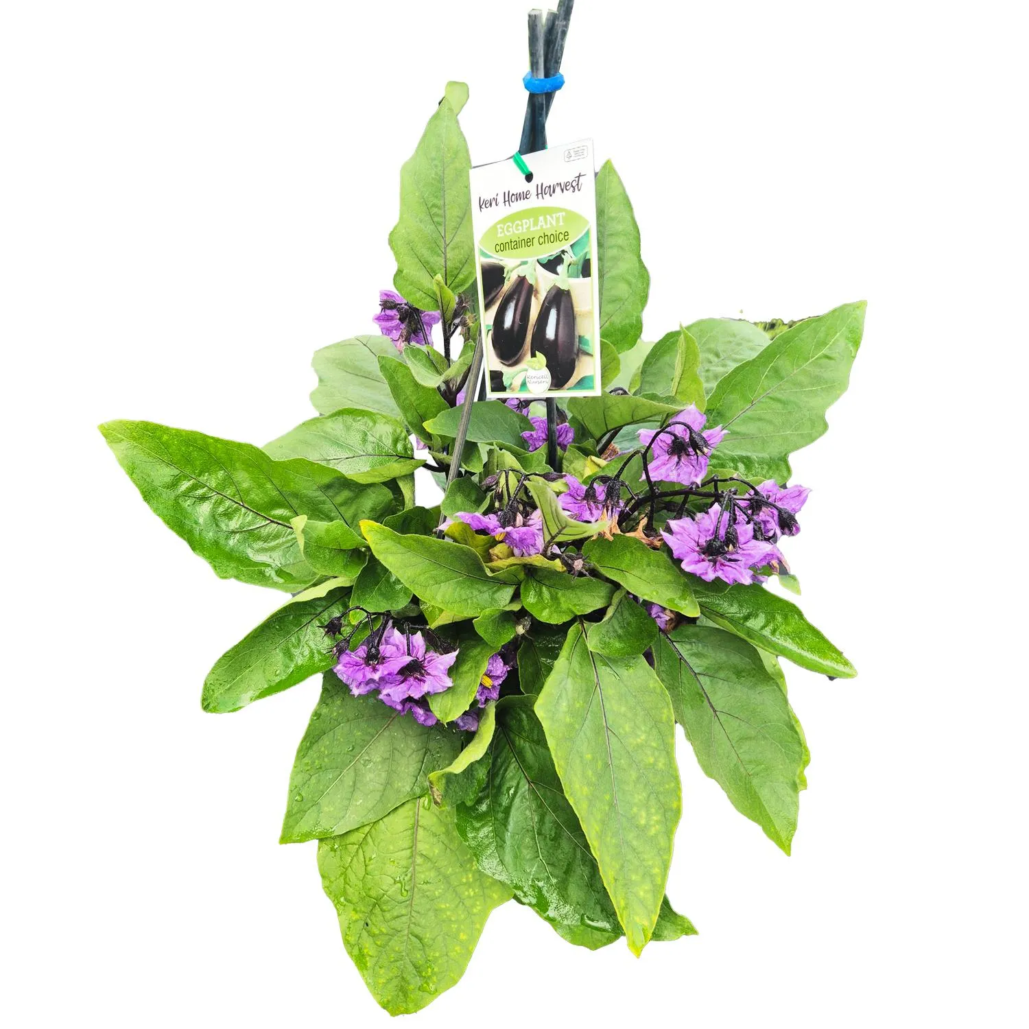 Fast Food Eggplant Container Pick - 17CM