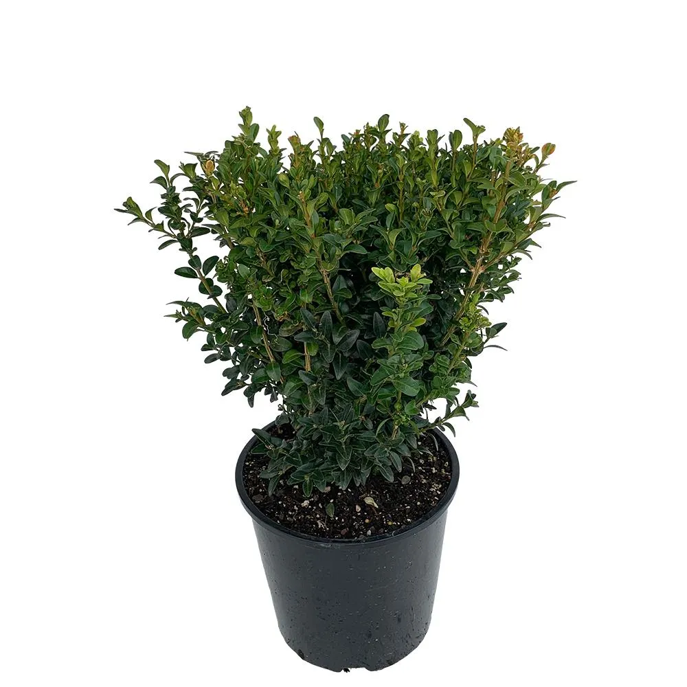 Buxus - 6L