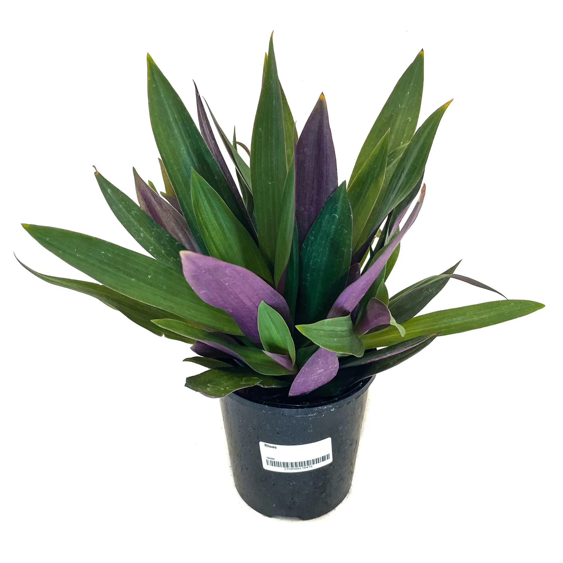 Rhoeo (Moses In The Cradle) - 130mm