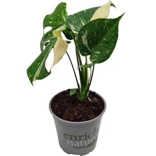 Monstera Thai Constellation 17cm