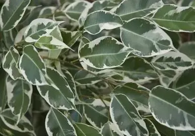 Ficus benjamina 'Variegata'