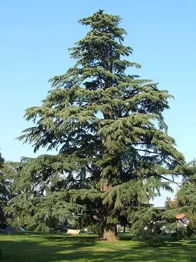 Cedrus deodara (Deodar Cedar)