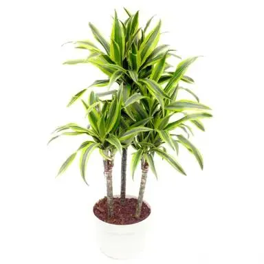Dracaena ‘Green Stripe’