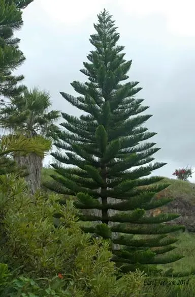 Araucaria heterophylla (Norfolk Pine)