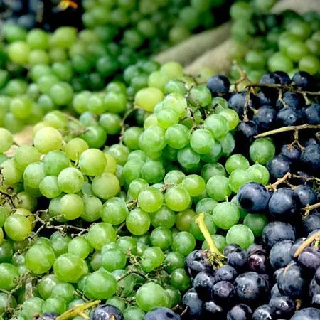 Grapes