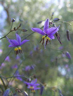 Blue Flax-Lily (Dianella revoluta "Revelation")