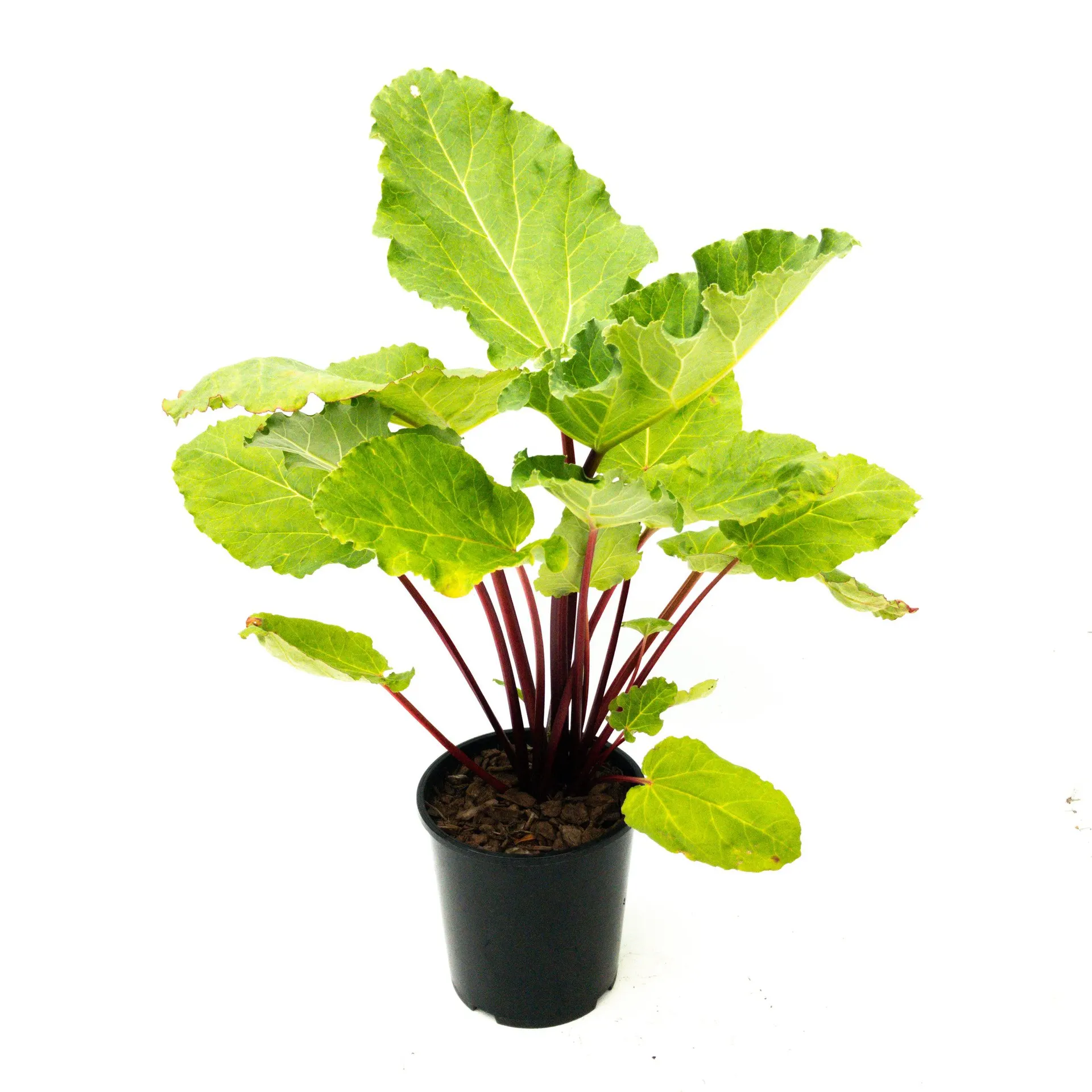 Rhubarb 'Crimson Crumble' - 2L