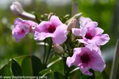 Pandorea rosea superba (Pink Bower Plant)