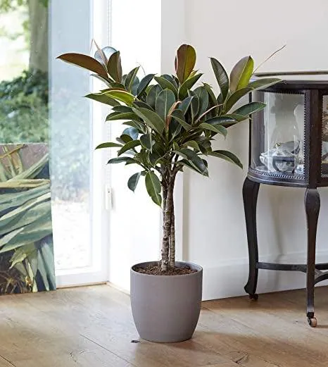 Ficus elastica 'Melany'