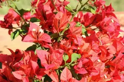 Bougainvillea ‘Pedro’