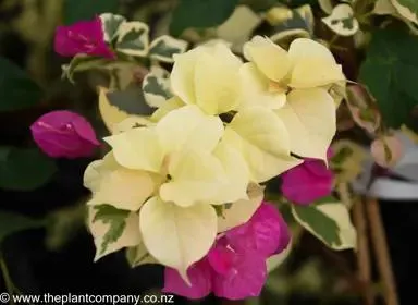 Bougainvillea 'Tropical Rainbow'
