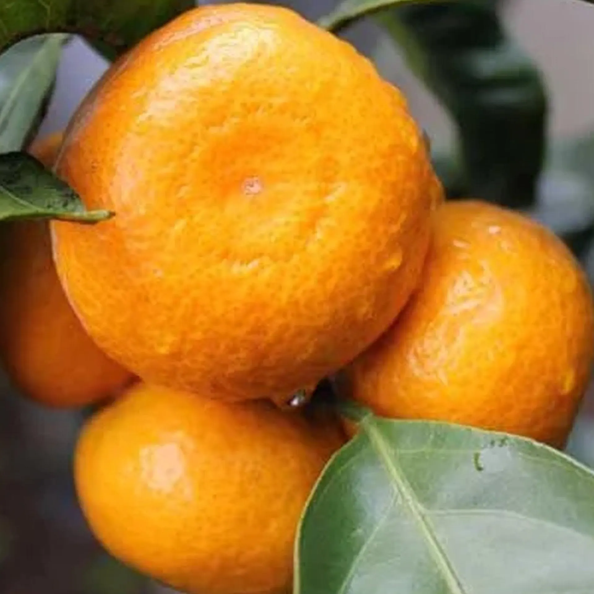 Mandarin 'satsuma' - PB12