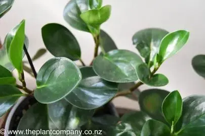 Peperomia Jade