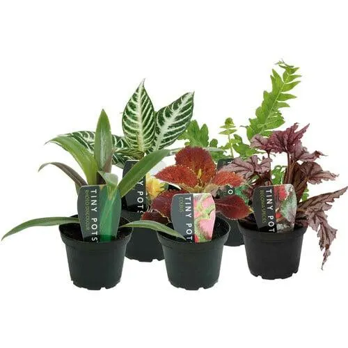 Tiny Pots House Plants 80mm