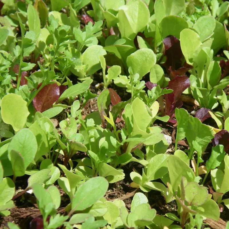 Mesclun Salad - 10CM