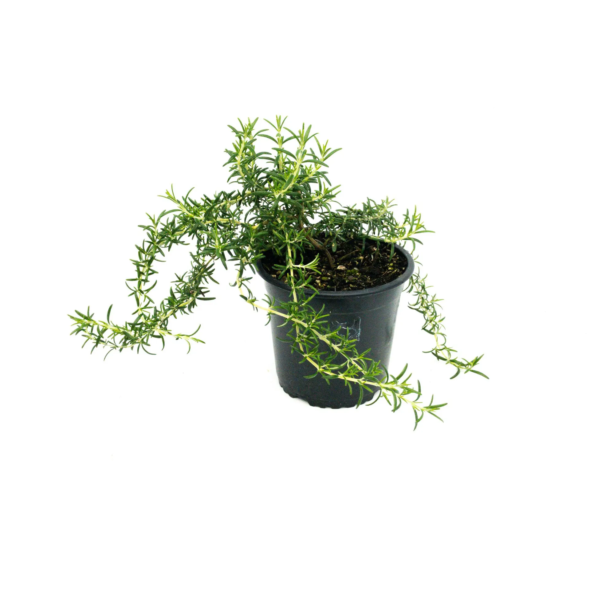 Rosemary 'Prostrata' - 1.3L